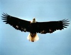 eagle_2